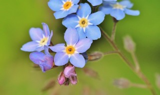 forget-me-not-355696_640