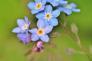 forget-me-not-355696_640