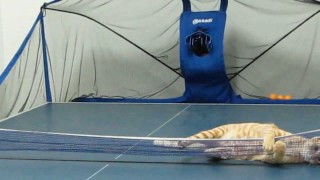 【猫動画】卓球ボールを1つも残さず跳ね返す猫