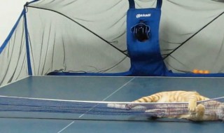 【猫動画】卓球ボールを１つも残さず跳ね返す猫
