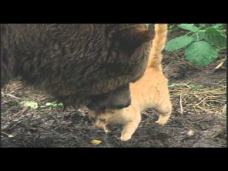 クマを恐れない猫【海外動画】